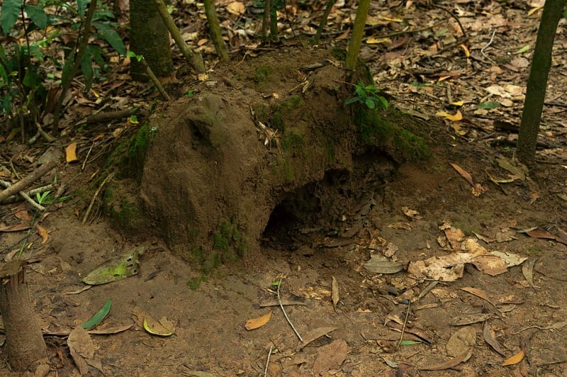 Tips for Buying Cu Chi Tunnels Tickets Online